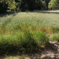 قطعه زمین ۱ هکتاری واقع در روستای الویجان|فروش دفتر صنعتی، کشاورزی، تجاری|تفرش, |دیوار
