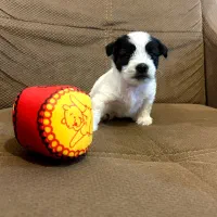 واگذاری سگ شیتزو