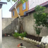 باغبانی و فضای سبز|خدمات باغبانی و درختکاری|بندر انزلی, پردیس|دیوار