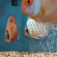 ماهی دیسکس سرحال|ماهی|کرج, شهرک بنفشه|دیوار