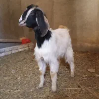 بزغاله پاکستانی ماده