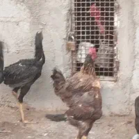 مرغ و خروس لاری خانگی و اصیل مرغوب نژاد دار|حیوانات مزرعه|تهران, فرحزاد|دیوار