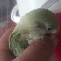 جوجه راهب خشگل