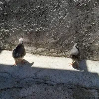 فروش کبوتر