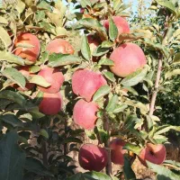 نهال سیب پایه رویشی (پایه خارجی)|خدمات باغبانی و درختکاری|نقده, |دیوار
