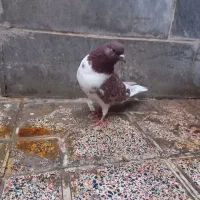 کبوتر|پرنده|بهارستان, |دیوار