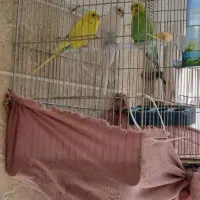 ۶عدد مرغ عشق معاوضه با قناری نر|پرنده|لاران, |دیوار