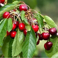 فروش باغ میوه شهری در حاشیه پل زمان خان سند تک برگ