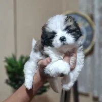 توله شیپو ( شیتزو پودل ) عروسکی
