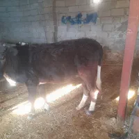 گوساله نر و ماده