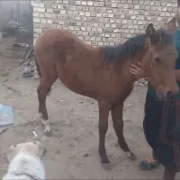 اسبهای یورقه با گوسفند یا بز معاوضه میکنم|اسب و تجهیزات اسبسواری|مشهد, دانشجو|دیوار