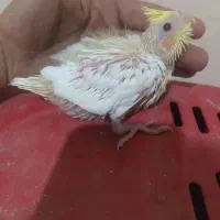 جوجه‌ عروس هلندی لوتینو سرلاکی