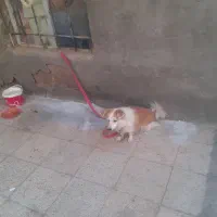 سگ آرام وناز|سگ|بیرجند, |دیوار