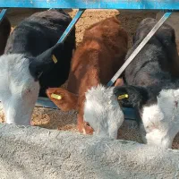 13راس گوساله ماده سمینتال درجه یک وزن100/150کیلو