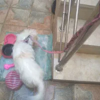 سلام بازیگوش وباهوش|سگ|یزد, |دیوار