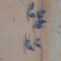 کبوتر پر|پرنده|بروجن, |دیوار