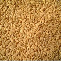 فروش گندم کیلو۶۰تومان