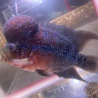 فلاور تایلندی|ماهی|خسروشاه, |دیوار