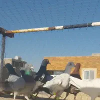 دسته کبوتر پلاکی نر|پرنده|پیر بکران, |دیوار