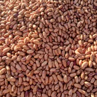 لوبیا چیتی عمده ۲۶۰تومن