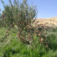 سیب درختی|خدمات پذیرایی، مراسم|تیکمه داش, |دیوار