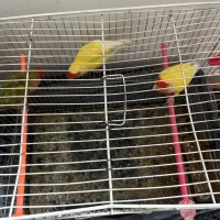 کوتوله ماده