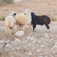 فروش ۴ بره قوچ