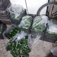 خیار گلخانه مفت مفت