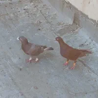 جفت دورگ درجه یک