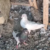 کفتر باز