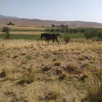 اسب دو رگ درشور با کورد 5ساله|اسب و تجهیزات اسب‌سواری|آباده, |دیوار