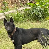 جفت گیری سگ