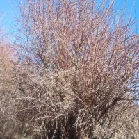 اصلاح درخت زرشک وپسته