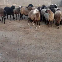 میش داشتی