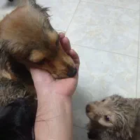 توله سگ پا کوتاه