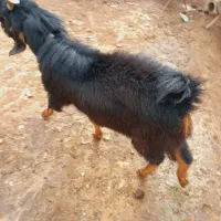 چبش نر|حیوانات مزرعه|مرودشت, مختارآباد|دیوار