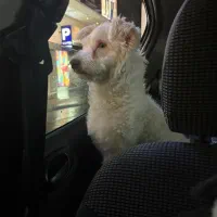 واگذاری رایگان سگ تریر نر