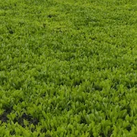 نشا کاهو (سرپیچ)|خدمات باغبانی و درختکاری|امامزاده عبدالله, |دیوار