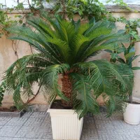 گل سیکاس