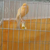 قناری|پرنده|گلپایگان, |دیوار