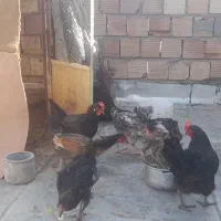 مرغ ویروس فروشی