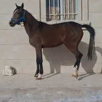 کره مادیان ۲۲ ماهه