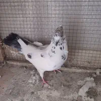 کفتر کله دم سبز|پرنده|اصفهان, دشتستان|دیوار