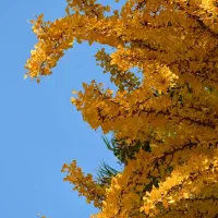 زمین مسکونی چهار دیواری مناسب خانه باغ در پیربکران