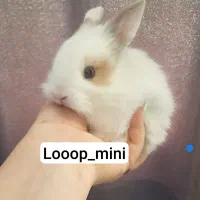 جرسی گوتوله