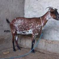 سه عدد بز