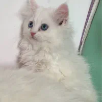 گربه پرشین