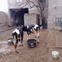 گاو|حیوانات مزرعه|ملایر, |دیوار