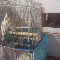 عروس هلندی|پرنده|شهریار, شهرک مصطفی خمینی|دیوار