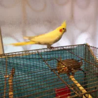 عروس هلندی کار داده|پرنده|آمل, |دیوار